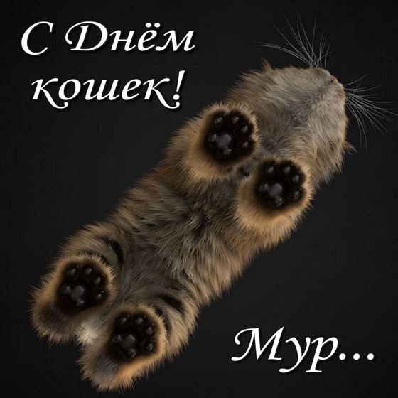 Прикольная открытка на День кошек с видом кота снизу