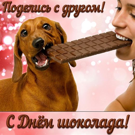 Смешная открытка с собакой и плиткой на День шоколада