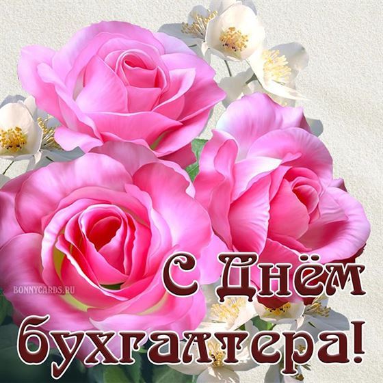 Пышные розовые розы на День бухгалтера