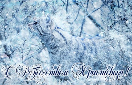 Красивая открытка на Рождество с барсом в лесу