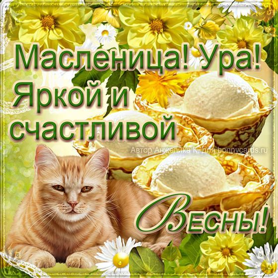 Открытка на Масленицу с котом и блинами