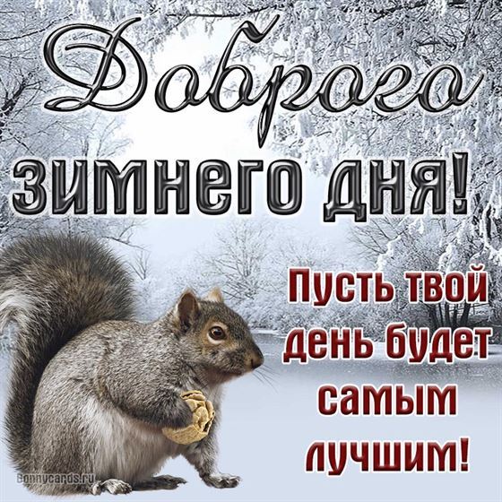 Белочка в зимнем лесу