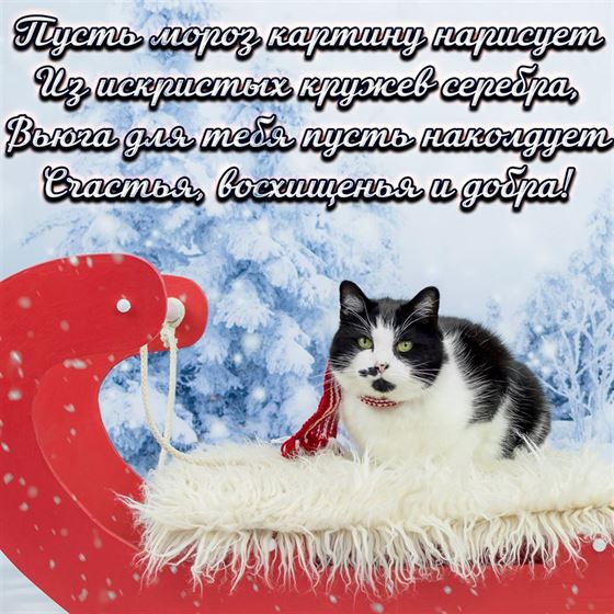 Забавная открытка с котиком в санях