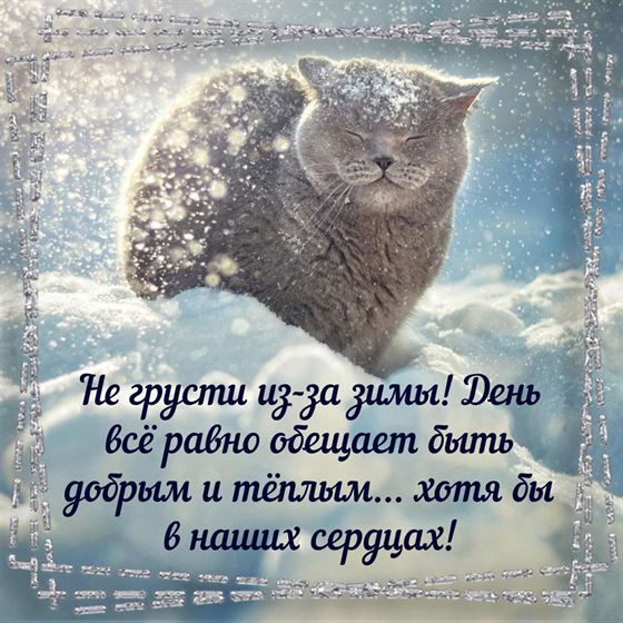 Открытка на зиму с котом в снегу