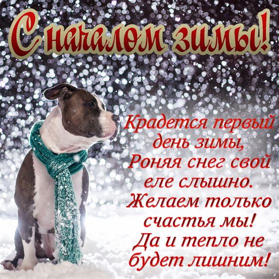 Поздравление с первым днем зимы с собакой
