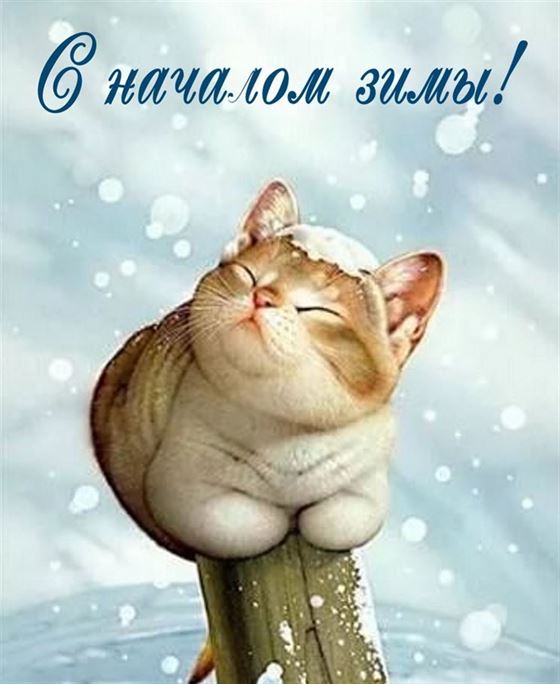 Картинка на первый день зимы с милым котиком