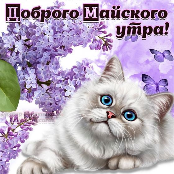 Кот желает доброго майского утра