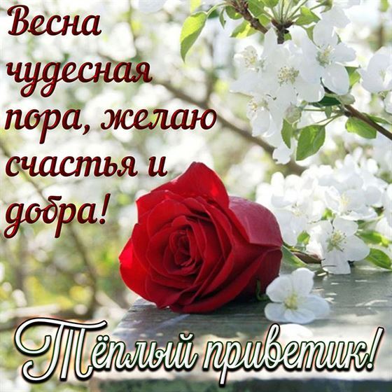 Роза и белые цветы на весну