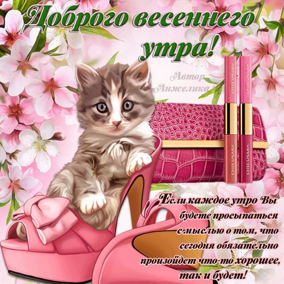 Забавная картинка на весну с котом в туфле