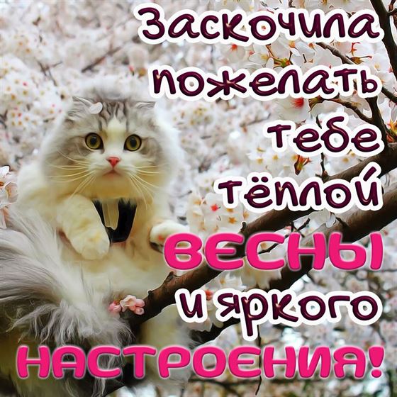 Кошка желает теплой весны и отличного настроения