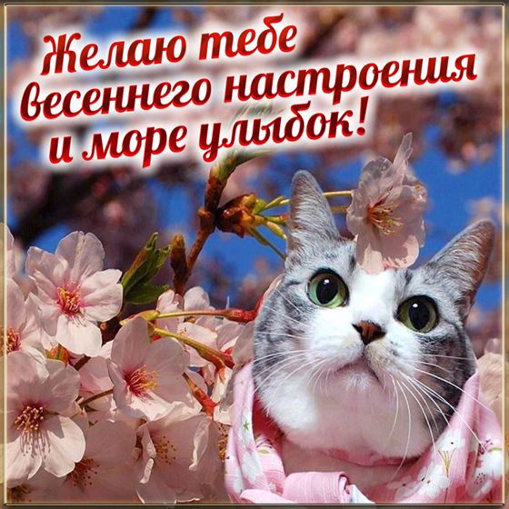 Милый котик желает весеннего настроения