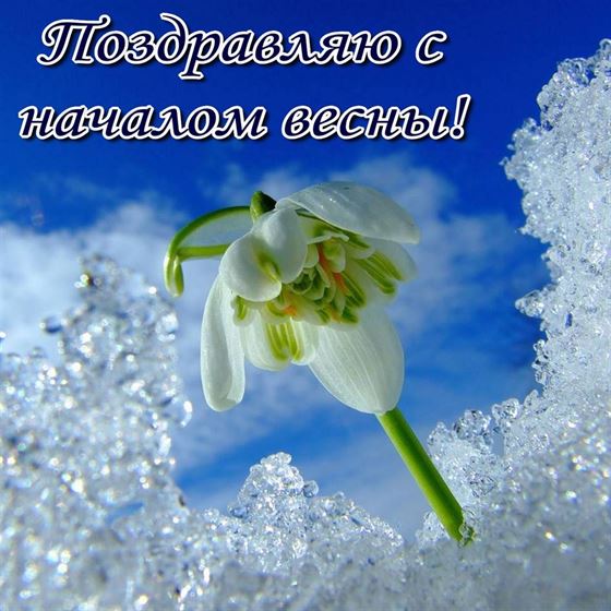 Открытка с цветком в снегу на первый день весны