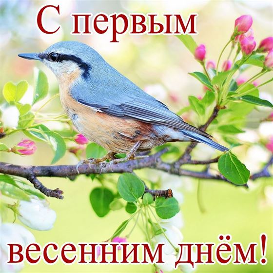 Картинка с птичкой на ветке на первый день весны