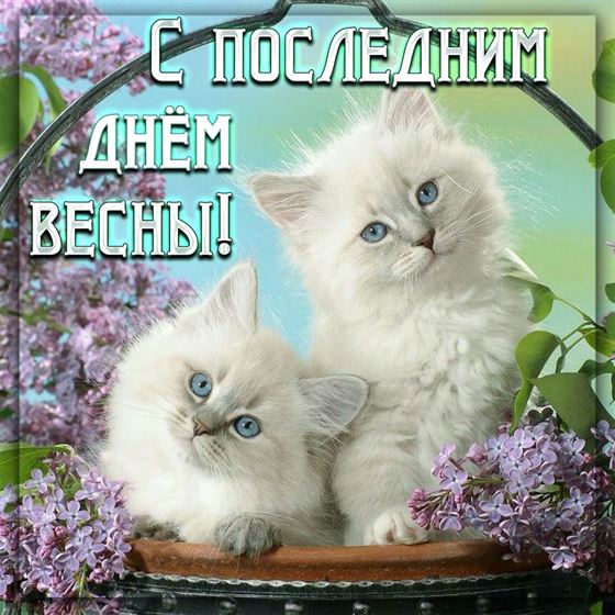 Белые котики поздравляют с последним днем весны