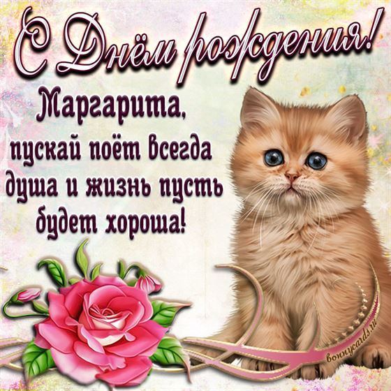 Трогательная открытка с котиком на День рождения