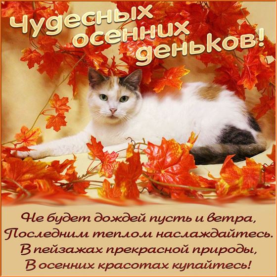 Котик желает счастливых осенних деньков