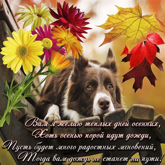 Красивая картинка на осень с собачкой