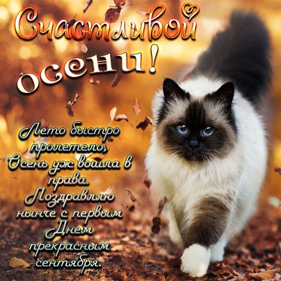 Красивая картинка на начало осени с пушистым котом