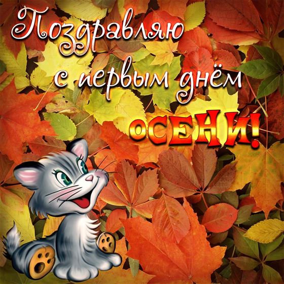 Прикольная открытка на начало осени со смешным котом