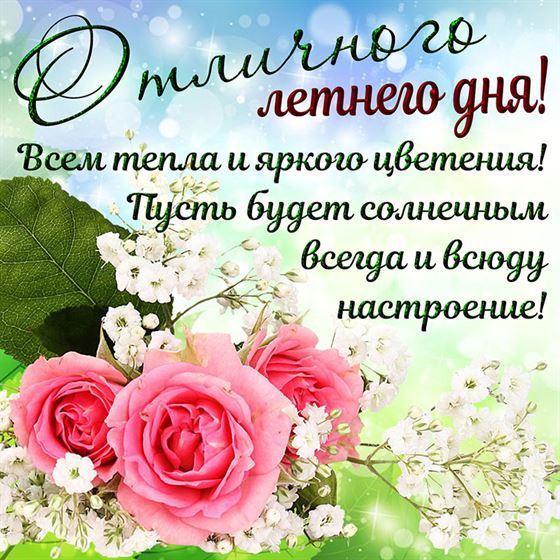 Розовые розы на лето