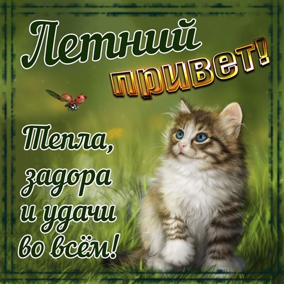 Трогательная открытка на лето с котенком