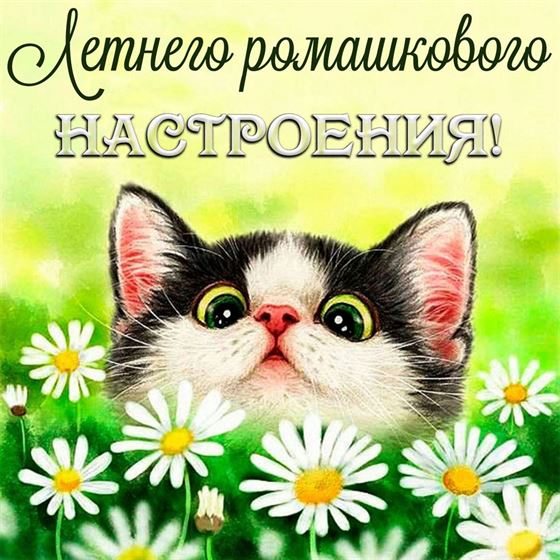 Котенок желает ромашкового настроения