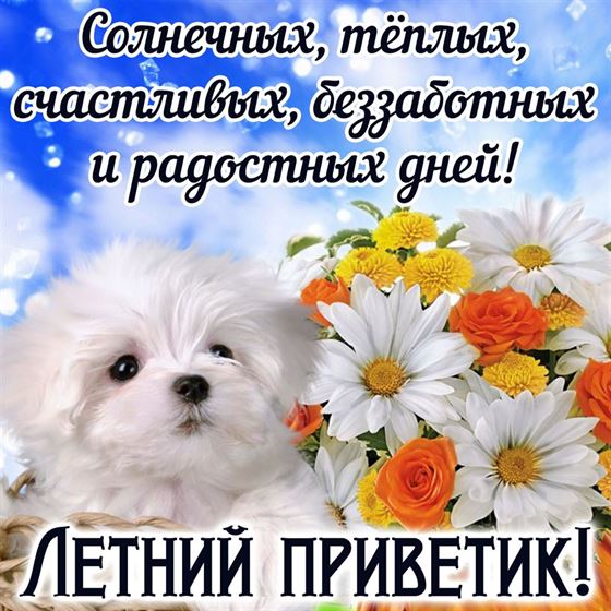 Красивая открытка на лето с белой собачкой