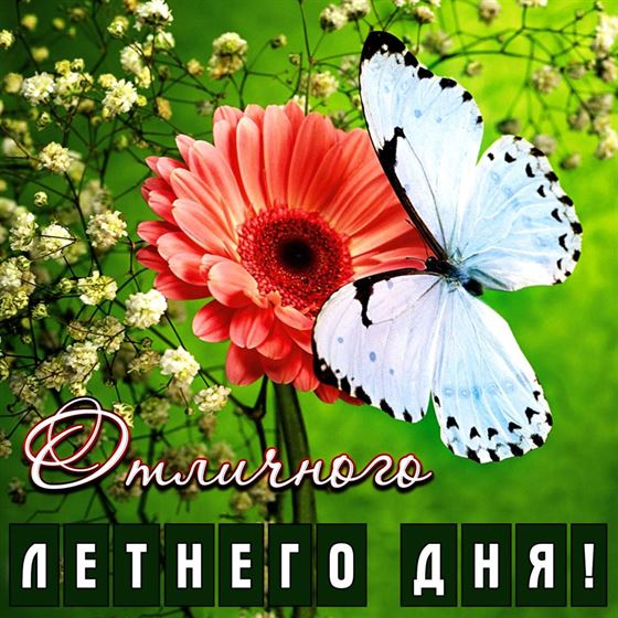 Трогательная картинка на лето с бабочкой на цветке