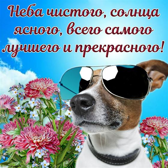 Смешная картинка с собакой на лето