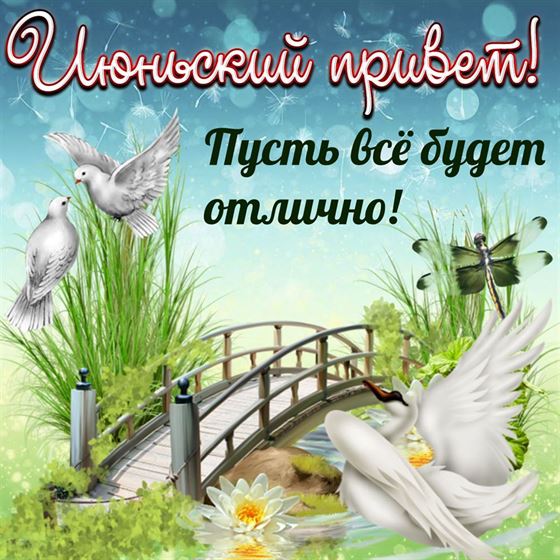 Июньский привет с голубями