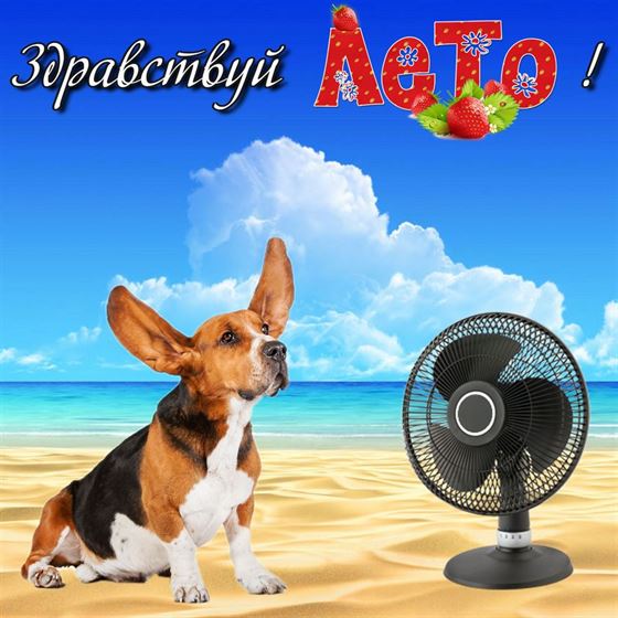 Смешная открытка на первый день лета с собакой