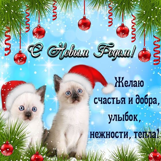 Котята в колпаках поздравляют с Новым годом