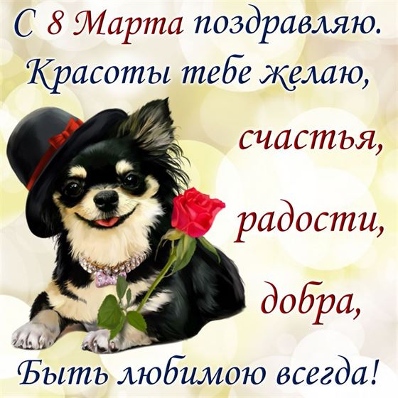 Смешная открытка с собачкой в шляпе на 8 марта