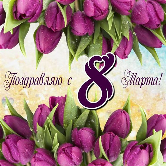 Роскошные фиолетовые тюльпаны на 8 марта