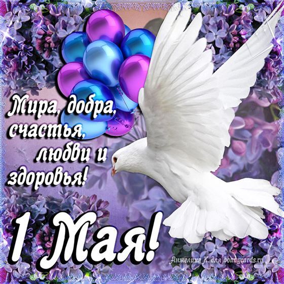 Голубь с шариками на фоне сирени, поздравительная открытка 1 мая