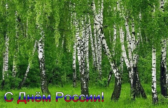 Берёзовая роща на открытке с поздравлением с Днём России