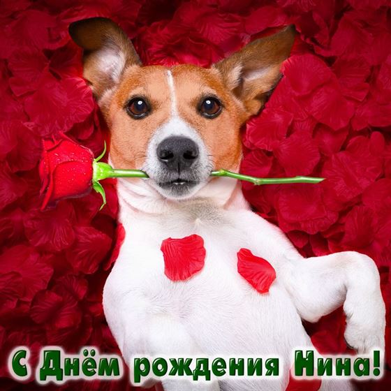 Прикольная открытка с собакой в лепестках для Нади