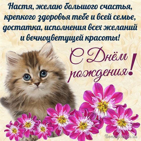 Котенок поздравляет с Днем рождения Анастасию