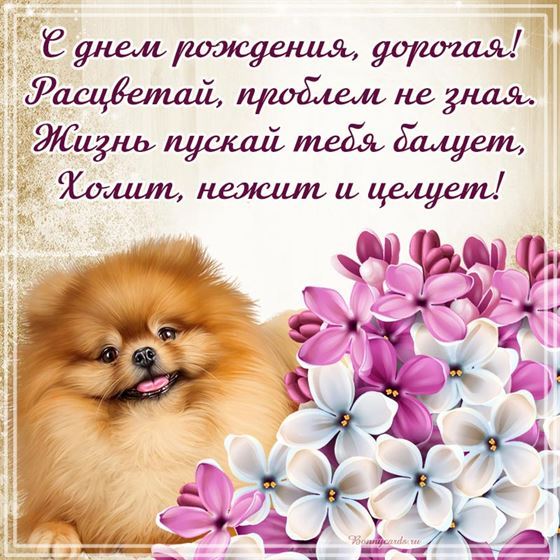 Трогательная картинка с собачкой для девушки