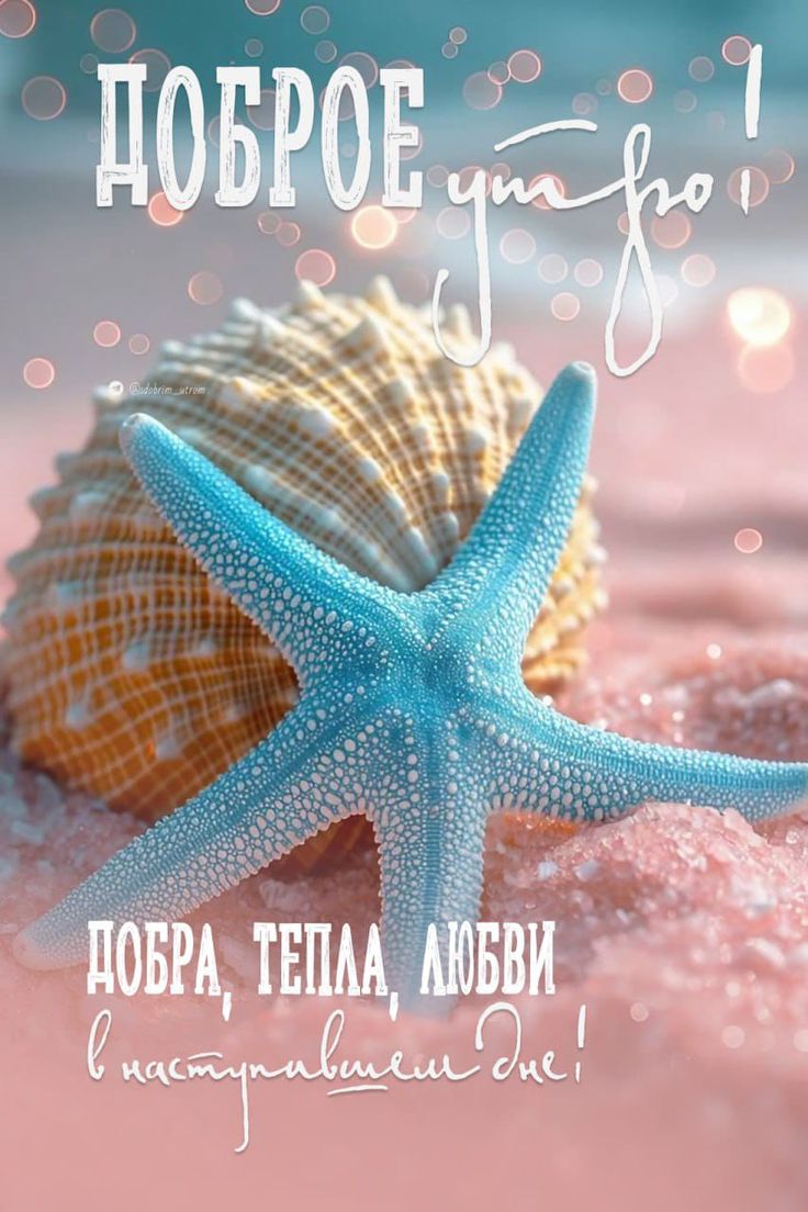 Ракушка с морской звездой