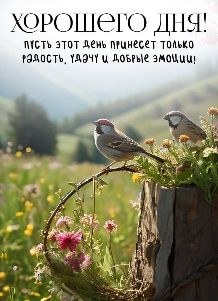 Утро в лесу с воробушками летом