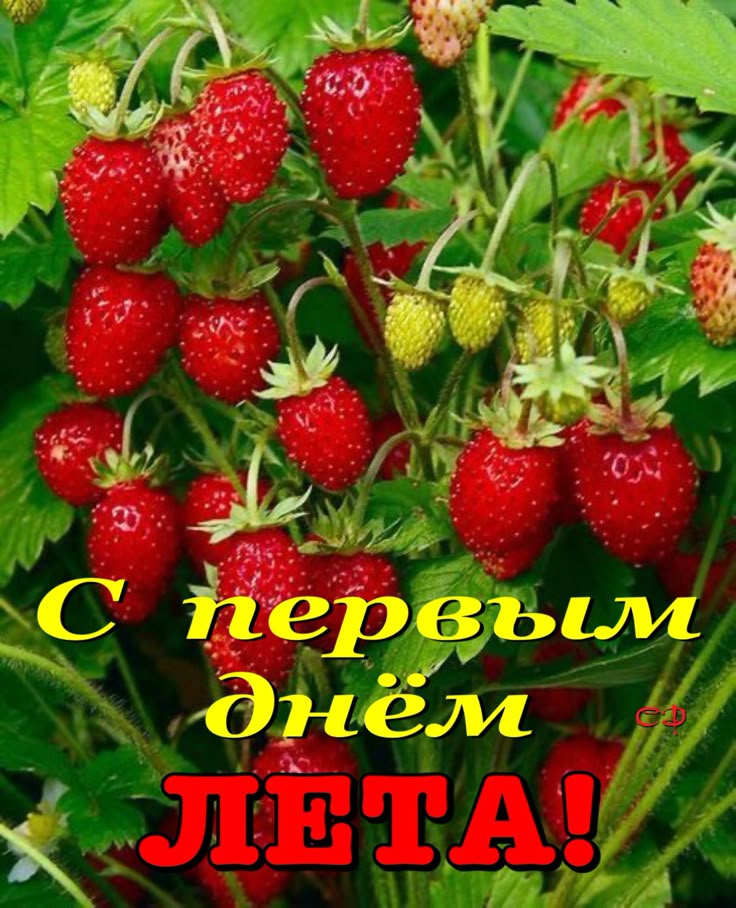 Сочная земляника летом 