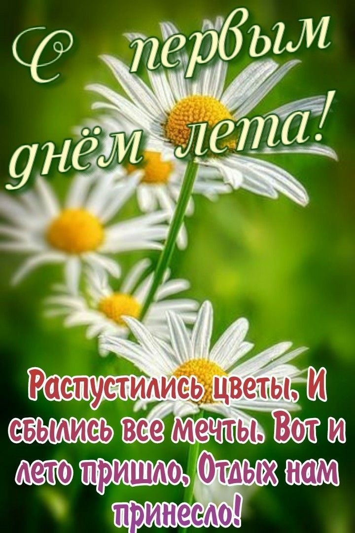 Ромашки поздравления с перввым днем лета